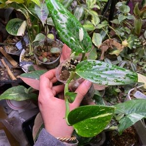 Monstera standleyana albo top cutting rare high variegation